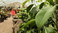 Gardening Update: Creative ways to display a black olive tree