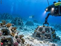 Apple Fellow Phil Schiller and his wife donate $25 million to help protect coral reefs across the world; How their gift will fund new research