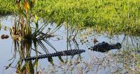 Florida man, 71, killed by alligator while fishing at park near Lake Apopka, police say