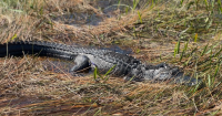 Fisherman attacked and killed by alligator alongside Florida lake