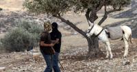 European diplomats attacked in West Bank a day after beating of Post photographer