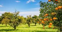 PAUL MATTHEW | Unlocking the farm products export bonanza will take a holistic effort