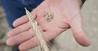 Illinois farmers can get insurance premiums for planting cover crops this fall