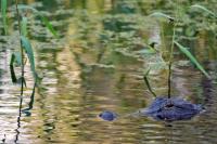 Fisherman, 71, killed by alligator alongside Florida lake