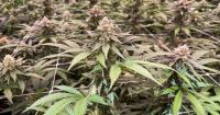 First cannabis market study in Missouri finds that legal sales are thriving