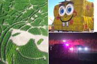 Real-life horror movie as 2 stabbed inside massive California corn maze