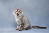 Maine Coon Cat's Polka Dot Booty After Ball Pit Playtime Is Absolutely Hilarious