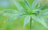 The crucial marijuana question not on the ballot: Why has Massachusetts failed to educate the public on the harmful effects of cannabis and monitor the impact of its growing use, especially on young people?