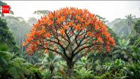Australia planted African tulip trees for their bright orange flowers; the 24-metre trees now invade rainforests and threaten native bees