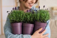 Lavender’s Ancient Healing Traditions Meet Modern Research on Stress, Sleep and Wellness