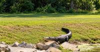 An almost 12-foot alligator kills 71-year-old fisherman in Florida lake