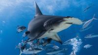 Scientists Found Dozens of Hammerhead Sharks Hanging Out Near Swimmers. Here’s Why.