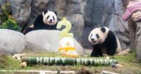 Tens of Millions of Views for Two Hong Kong-Born Pandas: A Masterclass in China's "Panda Economics"