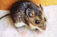 In South Carolina, USC gets rare USDA 'critical' citation after deer mouse dies without food