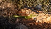 Climate Maps Reveal a Split Fate for Mediterranean Whip Snakes