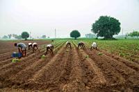 Before AI can help Indian farmers, research must learn to listen to them