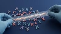 Chromosome Measurements Differ Between Observers Even With Modern Software