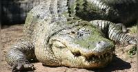 Updated: Alligator Attack in Florida Leaves One Person Dead – Witnesses Describe Murderous Attack – VIDEO OF CAPTURED ALLIGATOR RELEASED