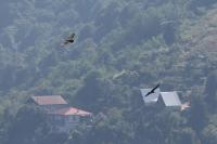 Million migrating raptors run gauntlet of hunters on Georgia’s Black Sea coast