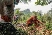 Dozens of orangutans saved from Indonesia blazes