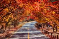 Foreign tourists head for Korea's mountains
