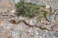 In the French Pyrenees, a hiker tried to photograph an asp viper, and wound up needing antivenom