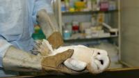 In South Dakota, a roadside 'dead hawk' was a great horned owl tangled in barbed wire