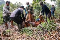 Dozens of orangutans rescued from Indonesia’s wildfires