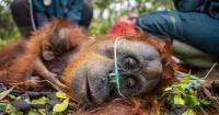 Dozens of orang utans saved from Indonesia blazes