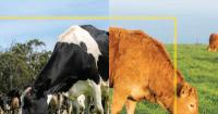 Barenbrug launches new guide to help farmers build resilient grassland