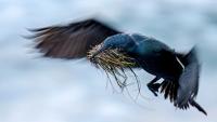 High above a California cliff colony, a Brandt’s cormorant flew in with a beakful of surfgrass. Kevin Lohman slowed his camera’s shutter to turn the moment into a dramatic picture