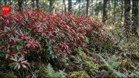 Heavenly bamboo was introduced to America in the early 1800s as an ornamental shrub; its red berries can poison birds as the shrub invades forests