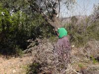 Israeli colonists cut down 120 olive trees in Bethlehem-area village