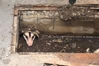 Mother Opossum And Babies Rescued After Getting Trapped In Pipe In Asunción