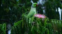 COP17: The world has a plan to save nature. Is it working?