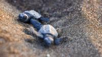 As COP31 nears, Türkiye's sea turtles sound climate warning