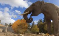 Elephant Squashes 500-Pound Pumpkin At Oregon Zoo