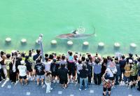 A wayward shark becomes a celebrity in South Korea
