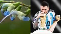 ‘Salvia Messii’ - Lionel Messi gets a new friend - All you need to know