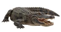 A Halloween adventure in Six Mile Cypress Slough Preserve?