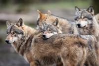 Scientists Thought This Wolf Pack Was Too Inbred To Survive, Here’s What A New Study Found