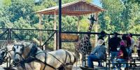 3 injured after horse jumps during wagon ride at popular North Carolina drive-thru zoo