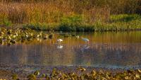 Russian Researchers Install Direct Tracking Sensors in China's Momoge Reserve