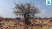In the 1970s, East Africa planted mesquite to fight erosion and fuelwood shortages; the invasive tree now threatens grazing land and native vegetation