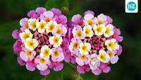 In the mid-1800s, lantana came to South African gardens; it spread over 2 million hectares and may use up to 97 million cubic meters of water a year