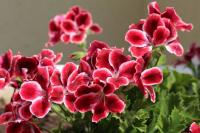 South African Geranium (Pelargonium Sidoides)