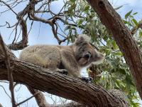 Adelaide’s next act: Why this South Australia capital is worth a visit
