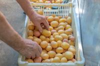 Maryland awards nearly $3.6 million to improve local food distribution
