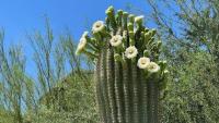Saguaro falls on Arizona hiker