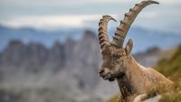 Nearly 90% of Countries Pledge to Save Nature, But Most Off Track at COP17 in Yerevan